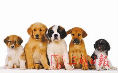 三明猫咪寄养,三明狗狗寄养服务