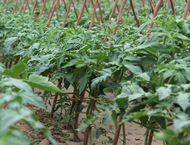 番茄种植，溃疡病传播快，危害大，难以控制，该如何进行防治呢？