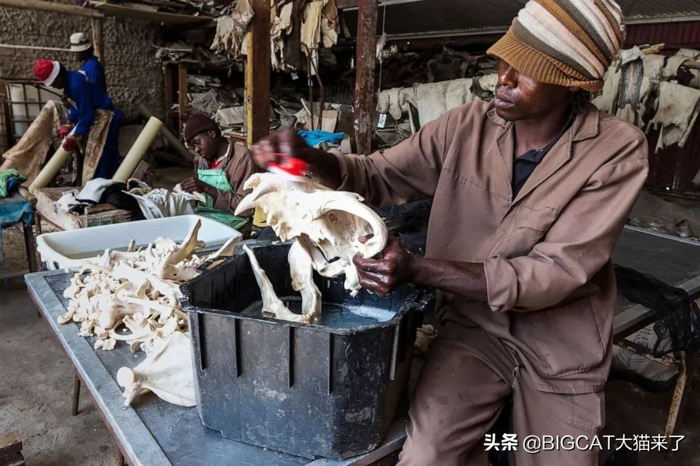 南非养狮业历史 (养狮子9年后重返非洲)