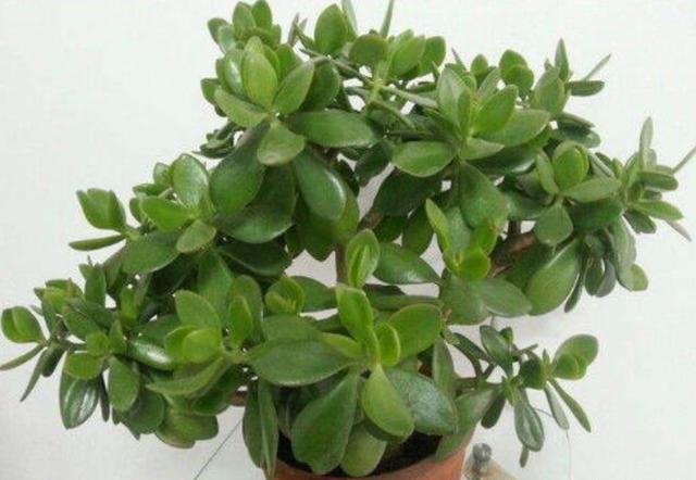 玉树叶片一碰就掉怎么回事,玉树叶子一碰就掉的视频