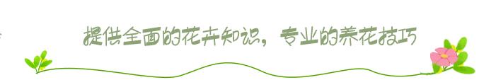 野草叫做五朵云,五朵云野草