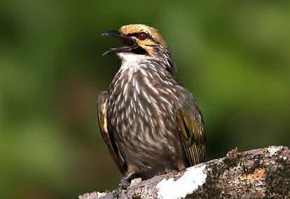 东江揽胜,惠州淡水常见鸟类图谱