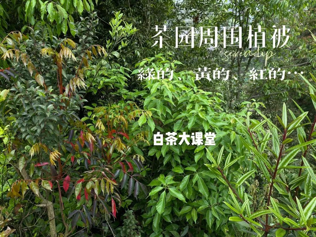 老白茶有霉味是什么原因,老白茶为什么越陈越香