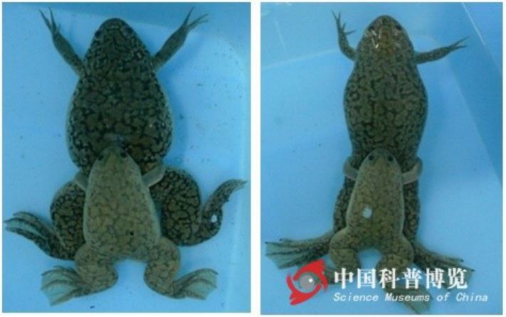 蛤？没想到你是这样的，爪蟾
