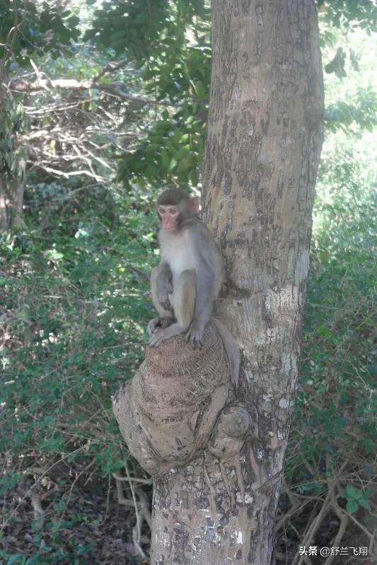 海南南湾猴岛上的猴子,海南著名的南湾猴岛在哪里