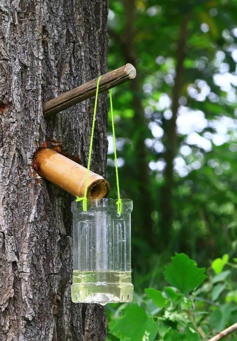 生存小技巧钻木取火,荒野生存取水技巧