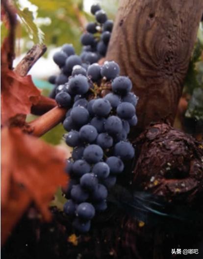 春节买葡萄酒,春节买葡萄酒需要关注哪些地方