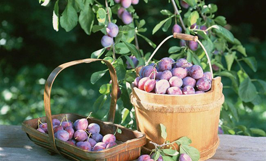 10种果子图片大全,100种果子介绍