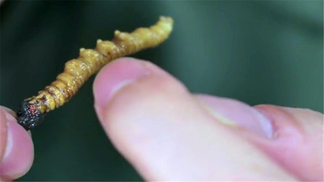 野生的冬虫夏草最便宜1克多少钱,冬虫夏草1克多少钱