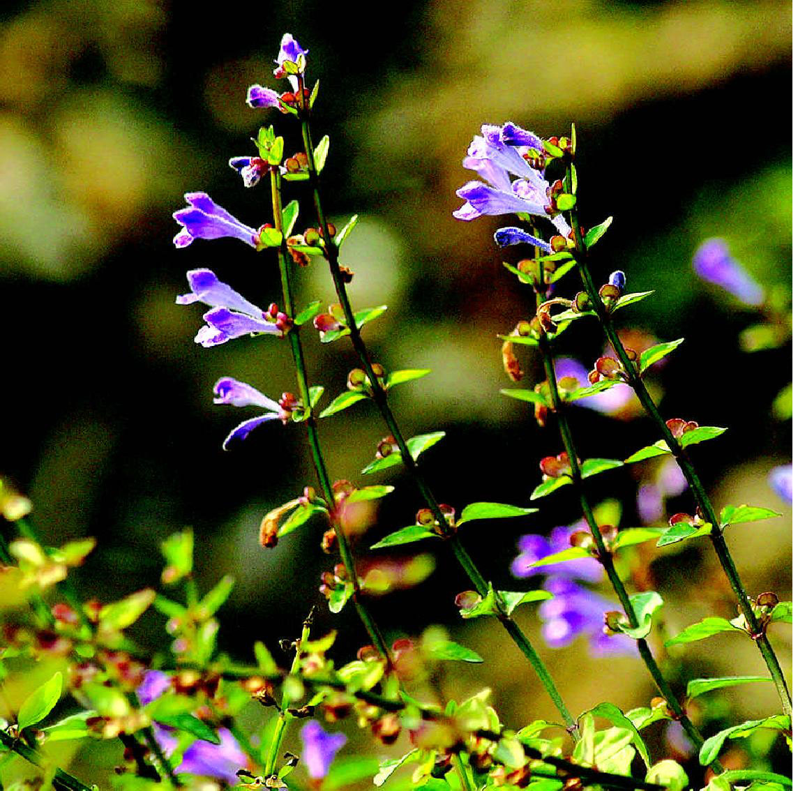 半枝莲有人收购了吗,哪里大量收购半枝莲