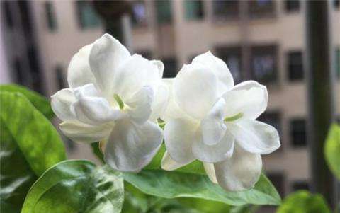 6月养茉莉花，十天浇一次“臭水”，花苞满枝，花香浓郁飘满屋