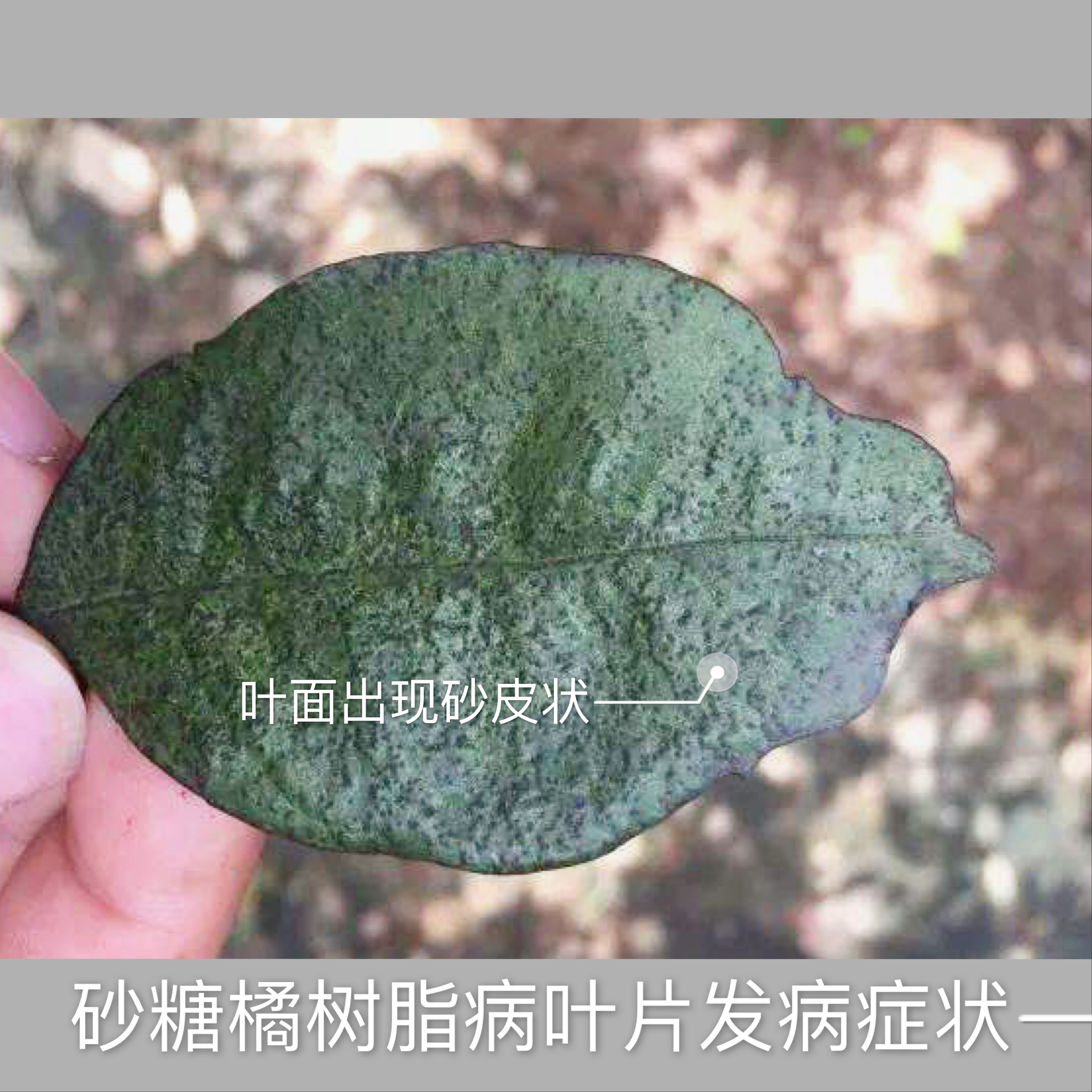 沙糖桔秋季落果,金秋砂糖橘成熟期病害