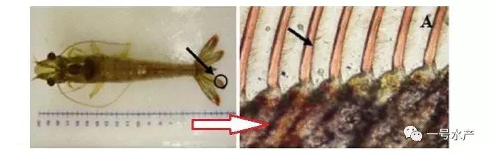 养虾脱壳期技巧和关注事项,养殖虾脱壳后需补什么
