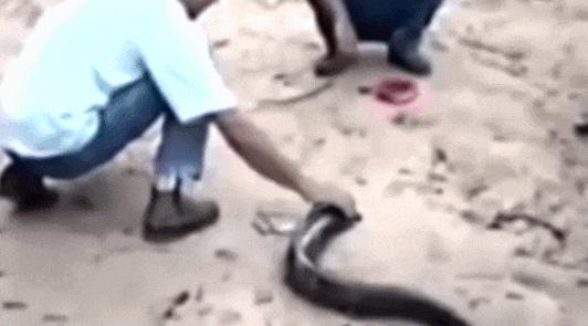 小伙玩了一下电鳗，直接口吐白沫倒下，我们该怎么和电鳗玩耍？