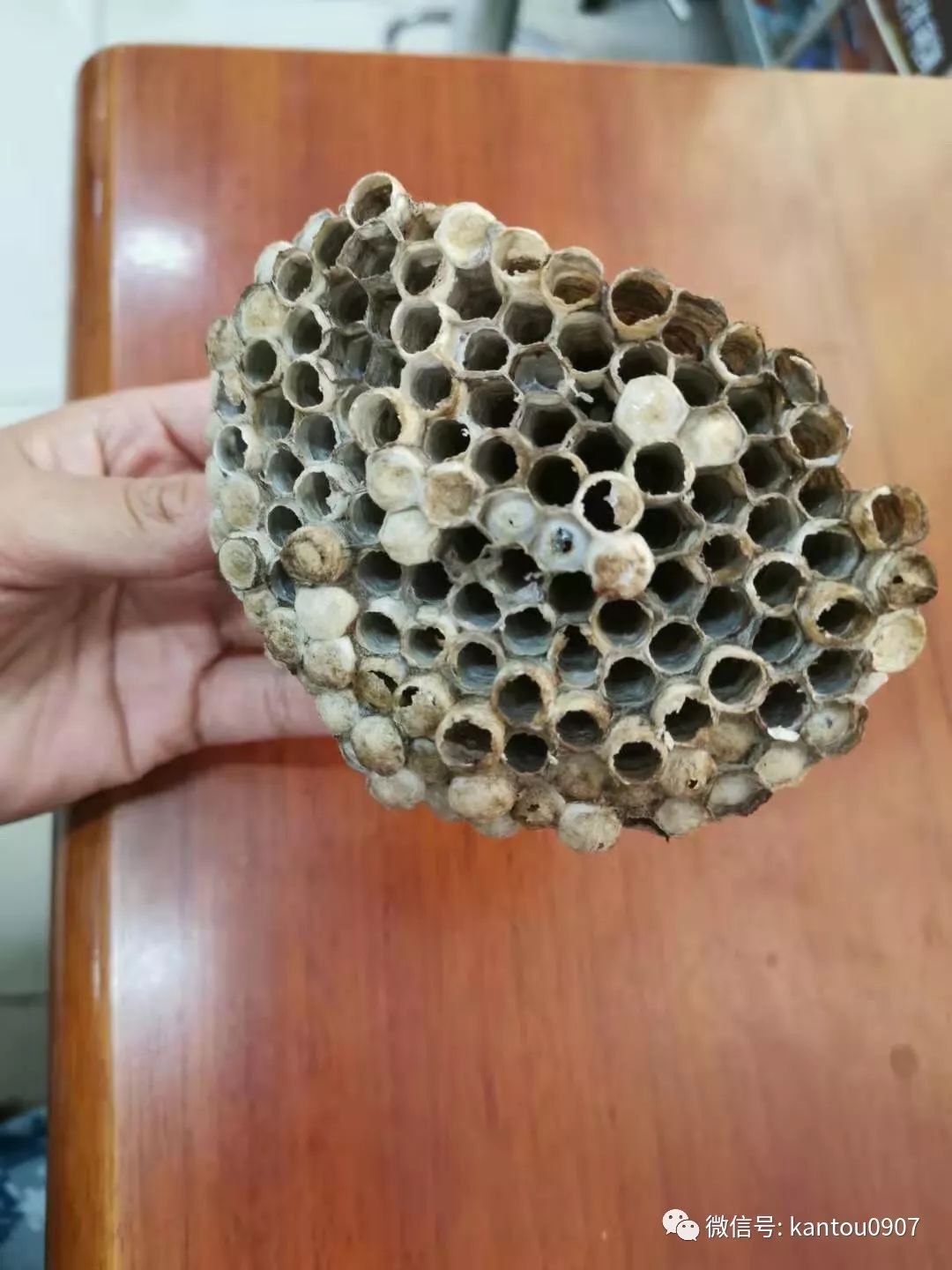 刚收的蜜蜂防逃方法,刚收回来的蜜蜂如何预防飞逃