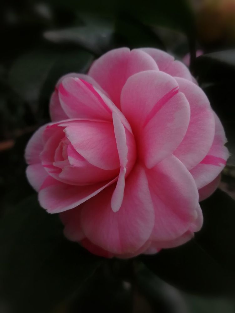 喜欢养花的就养几颗玫瑰花,喜欢养茶花的人