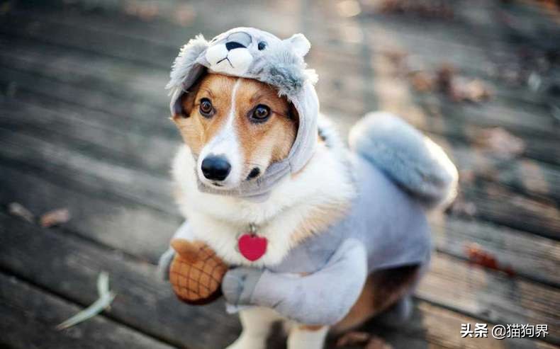 狗瘟就是犬瘟热，狗狗出现狗瘟该怎么办？#狗狗大明星#