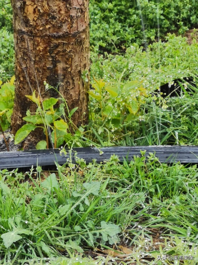苹果园水肥防治,苹果种植水肥标准