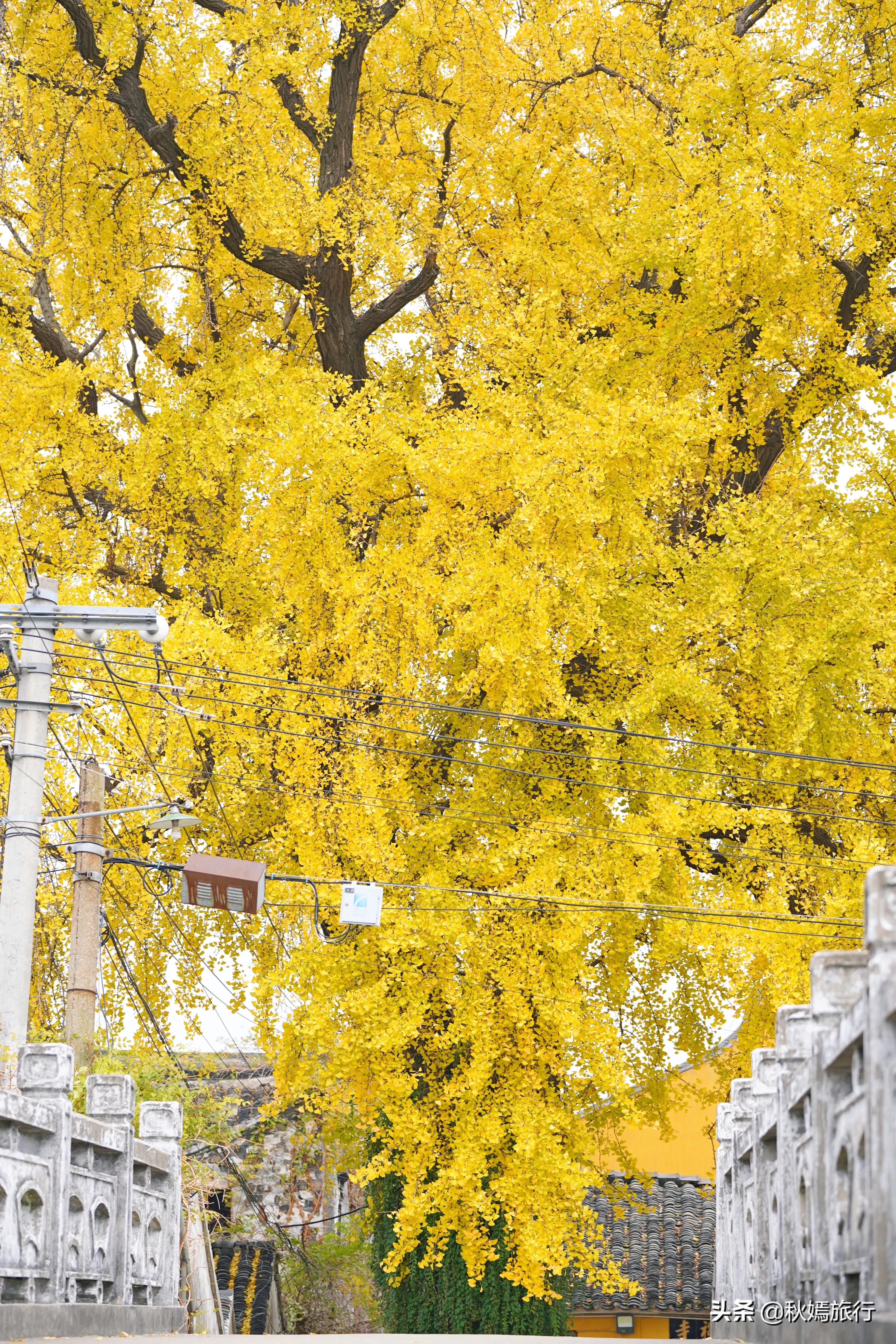 相城区北桥镇千年银杏树,苏州相城银杏打卡