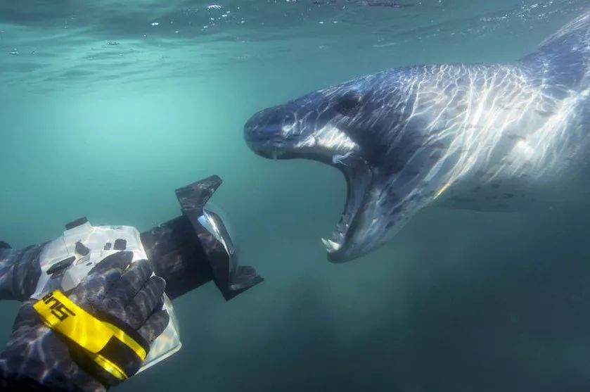 73岁老人被狼追杀,人类被鲨鱼猎杀的惊恐瞬间