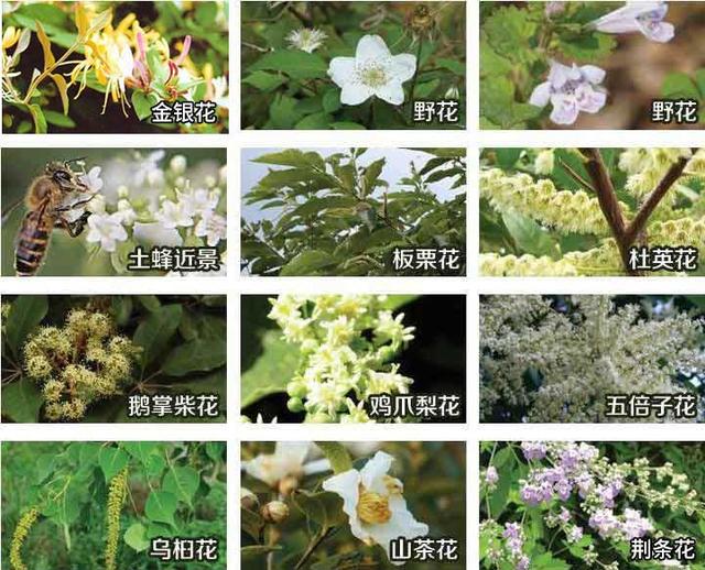 蜂蜜不能乱喝详解各种蜂蜜知识,蜂蜜有什么缺点和危害