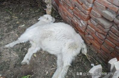 羊病快速诊治与科学养羊法,羊快疫疫病的流行特点