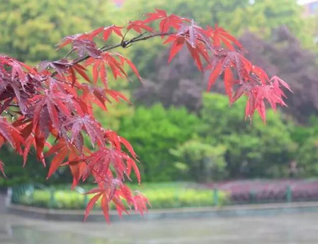 昆山地区十强中学,昆山市排名前十的中学有哪些