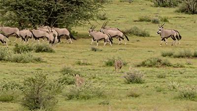 澶т經鑲＄エ,澶т經鎸佽偂