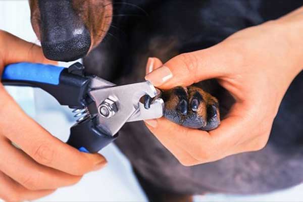 狗狗专用指甲刀充电款,可以用人的指甲刀帮狗狗剪指甲吗