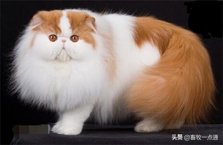 猫腹膜炎的症状及治疗方法,猫传染性腹膜炎治疗处方单