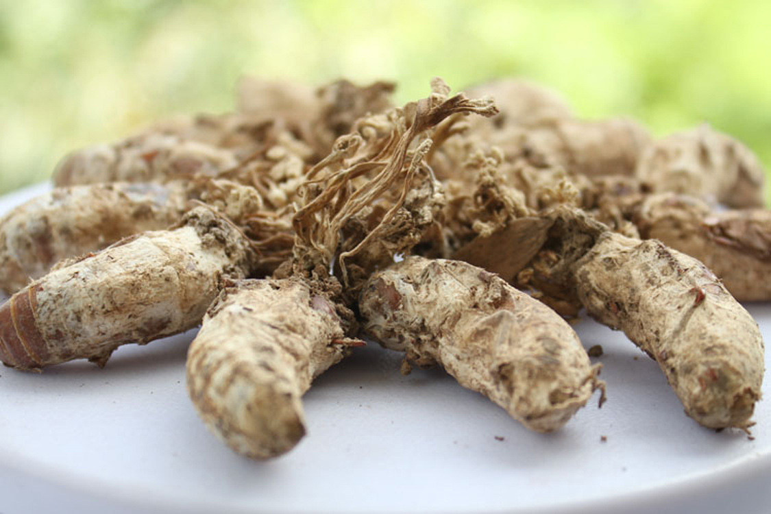 生在竹林中，去年1斤80元，如今已翻4倍，又有“冬虫夏草”走红？