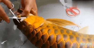 男子靠给金龙鱼美容致富，一条鱼收费上万，百万龙鱼死了照赔