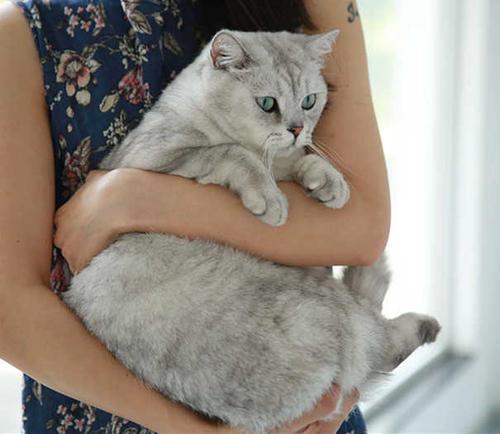 如何正确抱猫咪,猫咪走路的正确姿势