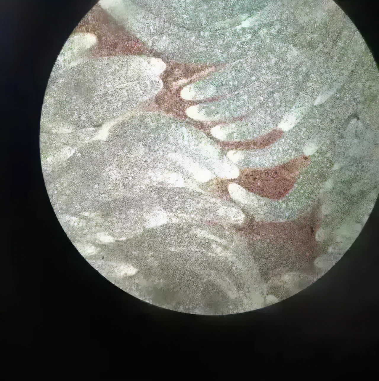 对虾不吃料是不是有虫,对虾有白便不吃料怎么样处理