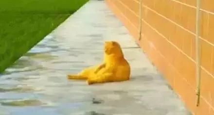 猫圈总结,猫圈玄学刚出生的猫