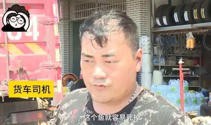 运鱼车突发故障防火换水救鱼,货车运送鱼发生意外