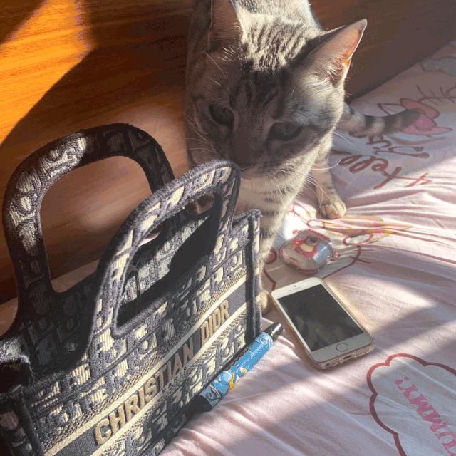 大家的包包和宠物，都太可爱了！