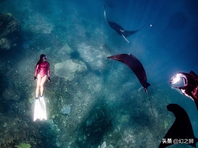魟鱼的几个危险动作,魟鱼老是受惊吓