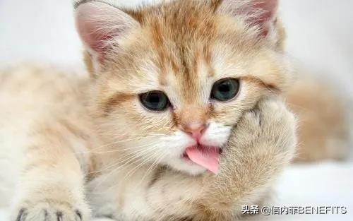 猫咪绝育后为什么还会分泌乳汁,猫咪绝育后为什么还会发狂