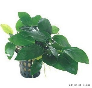 不用水草灯不用二氧化碳,无需炭也能养好的水草