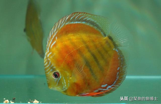 热带鱼寄生虫驱杀液,热带鱼体内驱虫用什么药