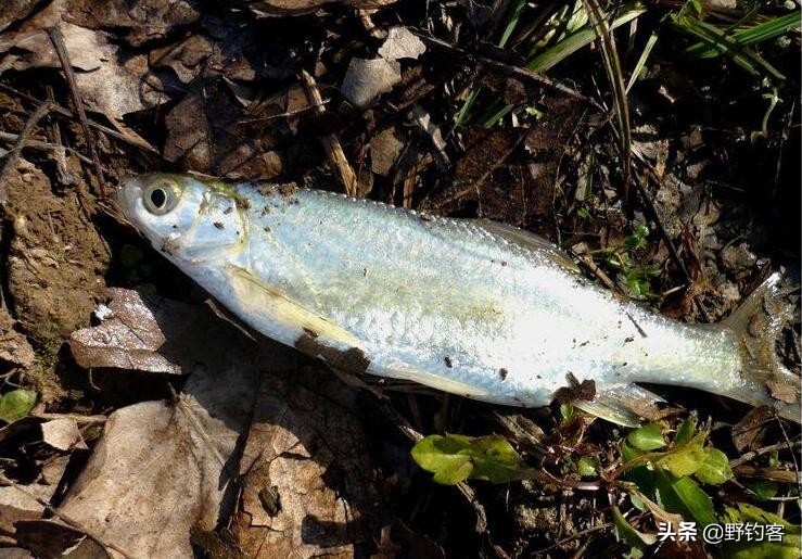 钓鲫鱼怎么有效避开餐条闹窝,夏季野钓怎么避开小餐条