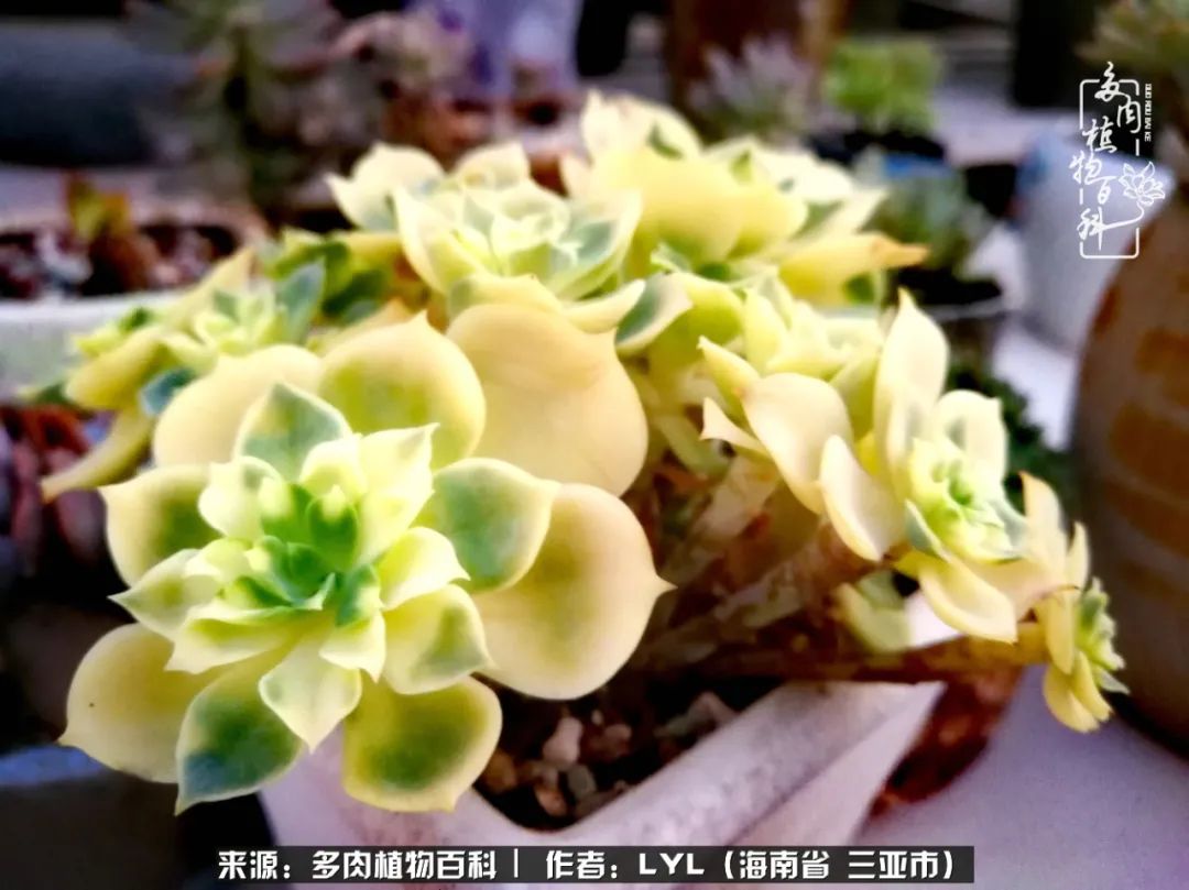 开挂区养多肉,非开挂区怎么把多肉养出态势