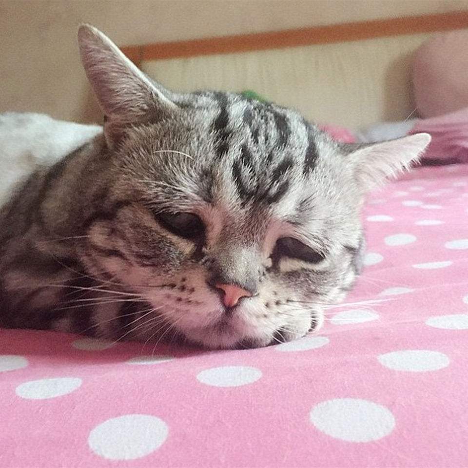 流浪猫被虐待爪子只剩骨头,流浪猫被杀爱猫人士哭泣