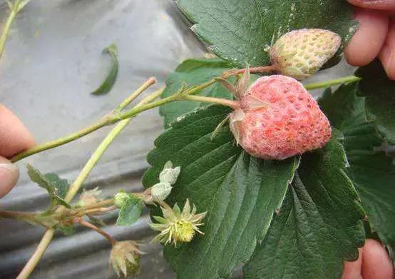 白芨病害及防治,白粉病发病规律防治措施