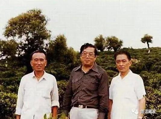 8582普洱生茶,8582和7572有什么区别