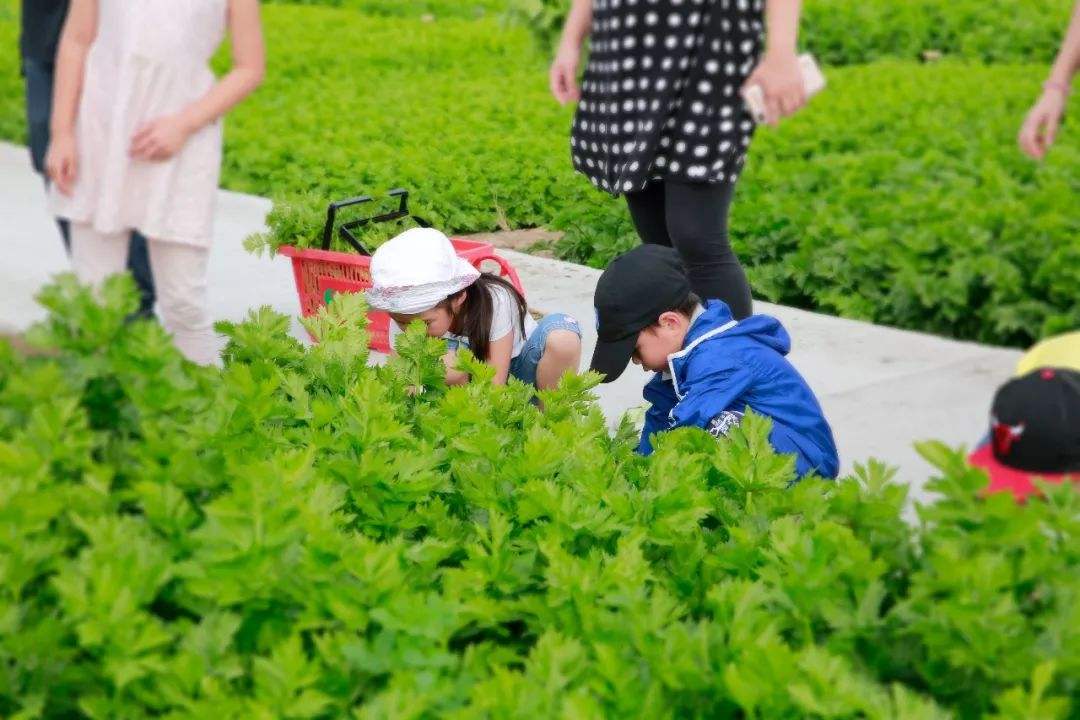 绿色性格孩子的教育方式,绿色型性格的孩子怎么引导