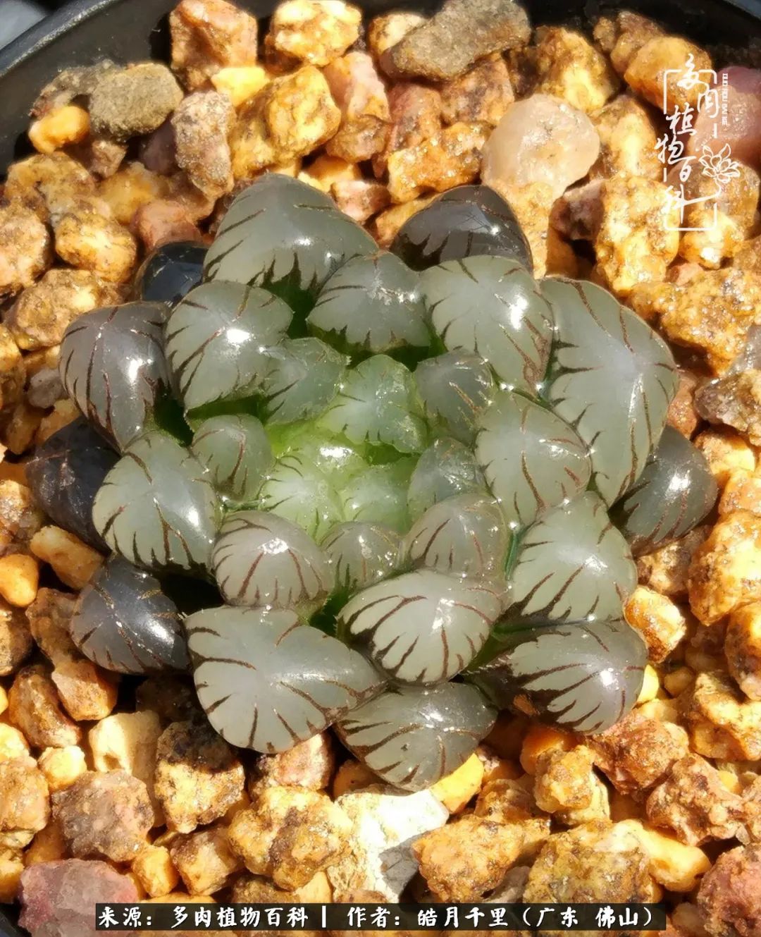 多肉娇气养不活多肉的10个秘密,养多肉是件很治愈的事情