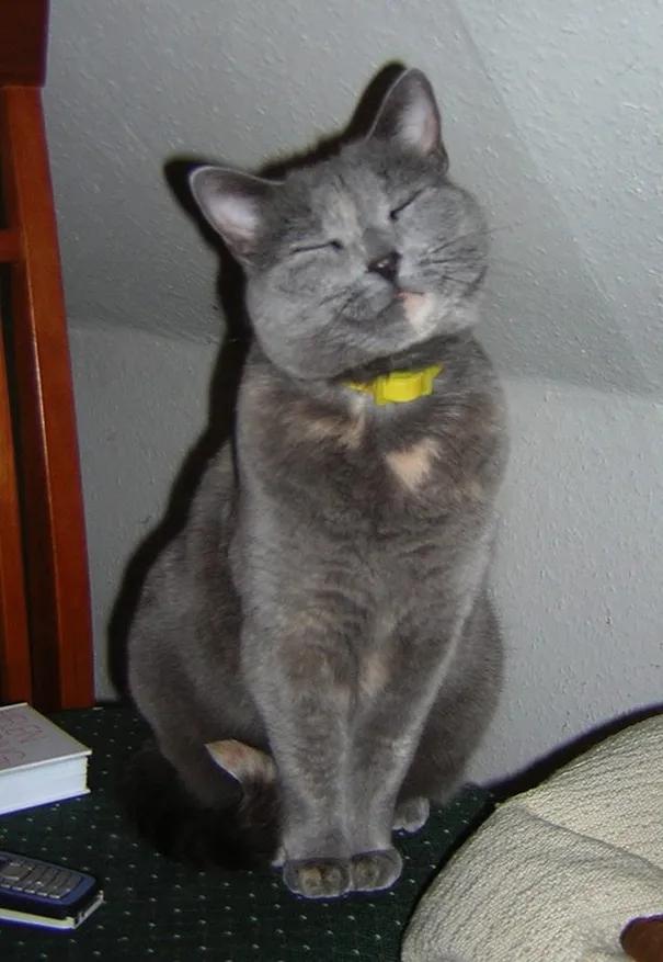 卡通猫咪微笑图片,微笑的猫咪表情包