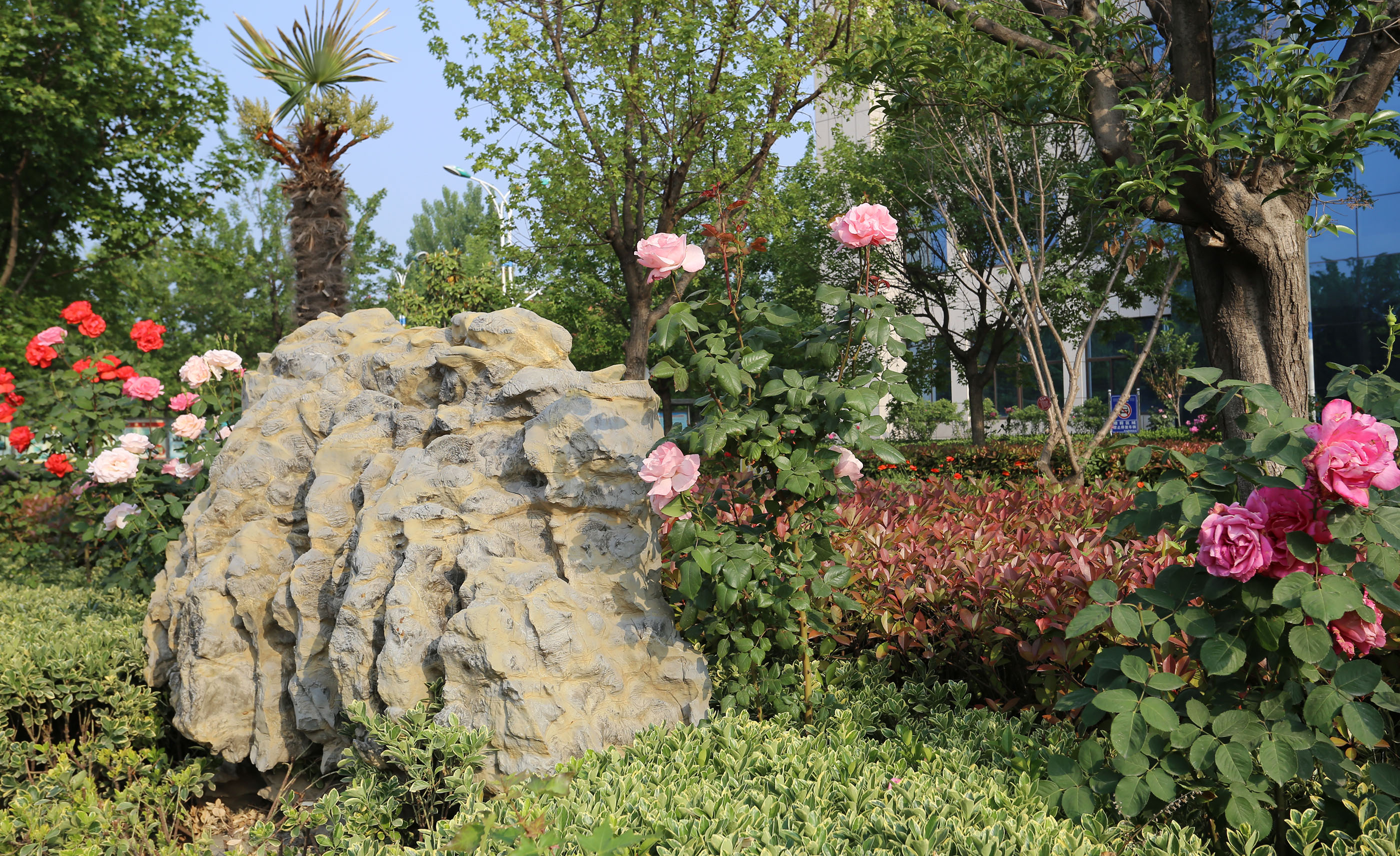 鲜花盛开的五月里满院馨香沁心扉—赵伟摄影、撰文